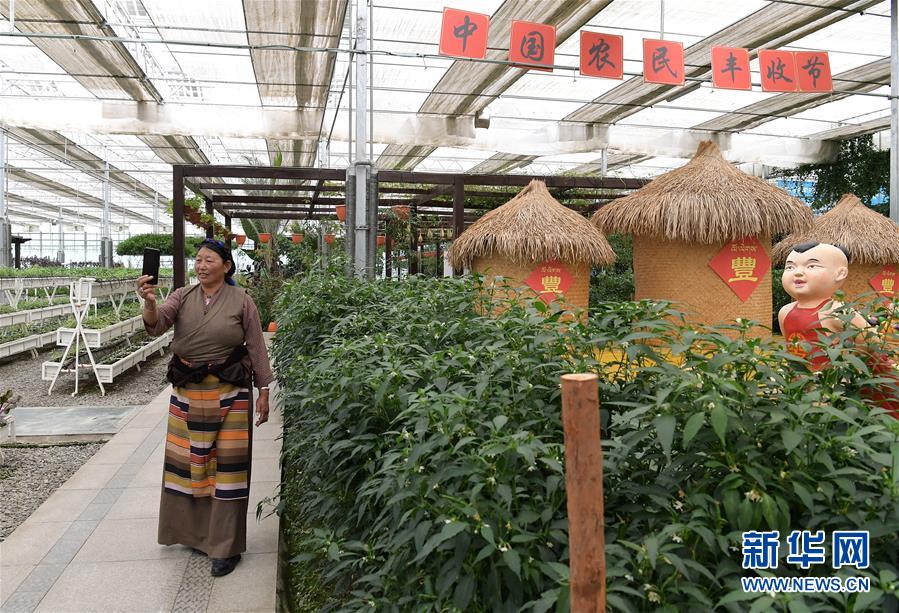 （走向我們的小康生活&middot;決戰(zhàn)決勝脫貧攻堅&middot;圖文互動）（3）高原喜見&ldquo;壽光綠&rdquo;&mdash;&mdash;&ldquo;世界屋脊&rdquo;上的蔬菜發(fā)展奇跡