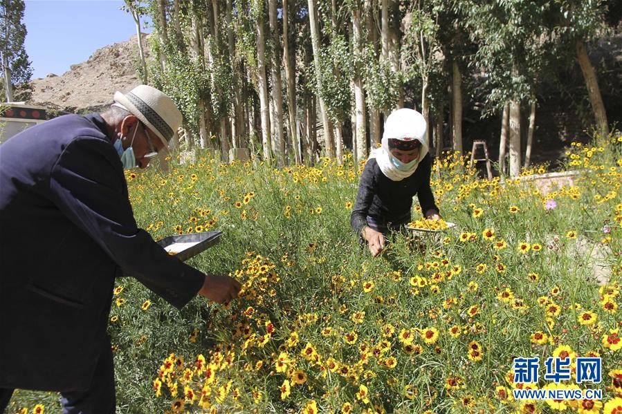 (決戰決勝脫貧攻堅·圖文互動)(1)帕米爾高原盛開“富民花”