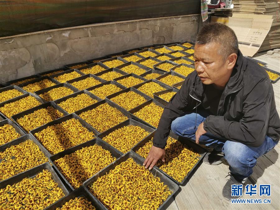 (決戰決勝脫貧攻堅·圖文互動)(2)帕米爾高原盛開“富民花”