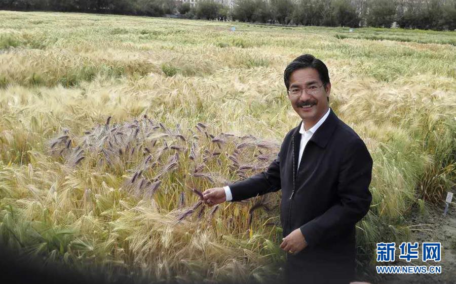 （新華全媒頭條&middot;圖文互動）（3）愿做高原一粒種 化作金穗撒人間&mdash;&mdash;追記我國青稞研究專家尼瑪扎西