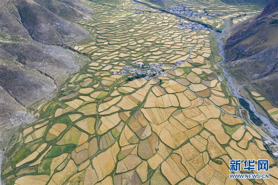 （新華全媒頭條&middot;圖文互動）（9）愿做高原一粒種 化作金穗撒人間&mdash;&mdash;追記我國青稞研究專家尼瑪扎西