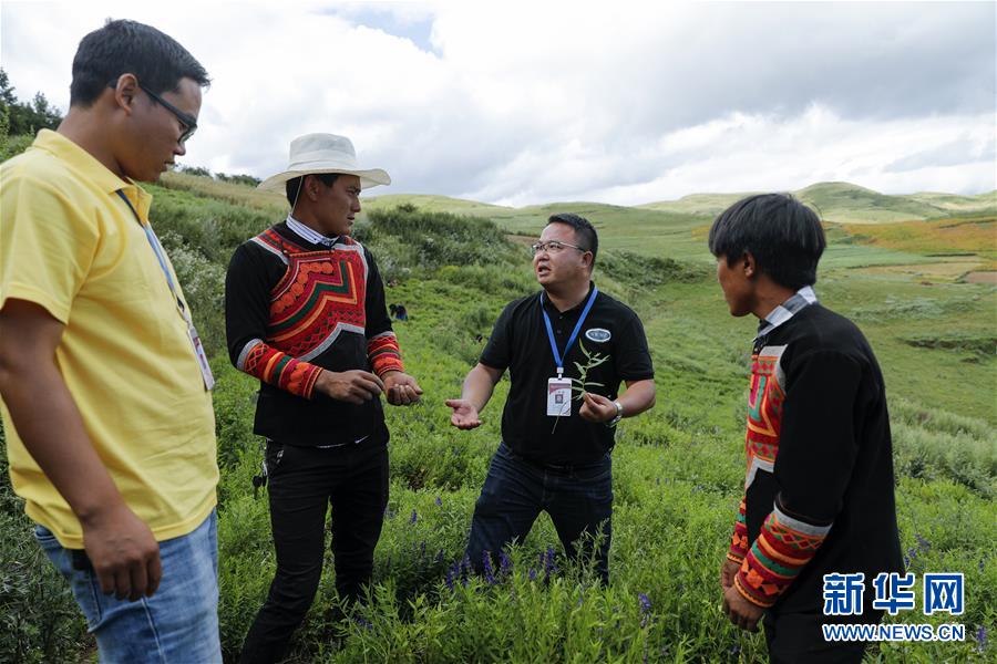 (鄉(xiāng)村振興·圖文互動)(4)涼山深處有“黃金”