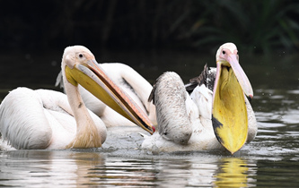 白鵜鶘&ldquo;作客&rdquo;?？? />  
<div>白鵜鶘“作客”?？?/div>
</a>
<a href=