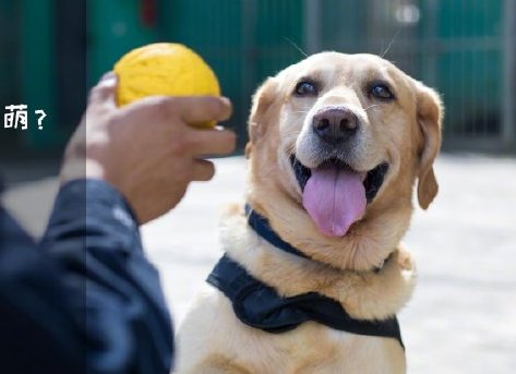 為了&ldquo;破冰&rdquo;，它們英勇無畏！