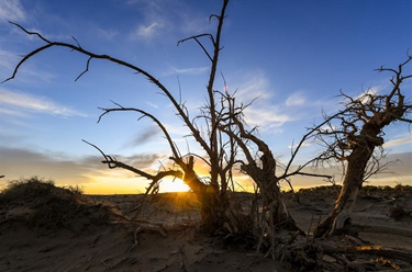 大漠&ldquo;怪樹(shù)林&rdquo;
