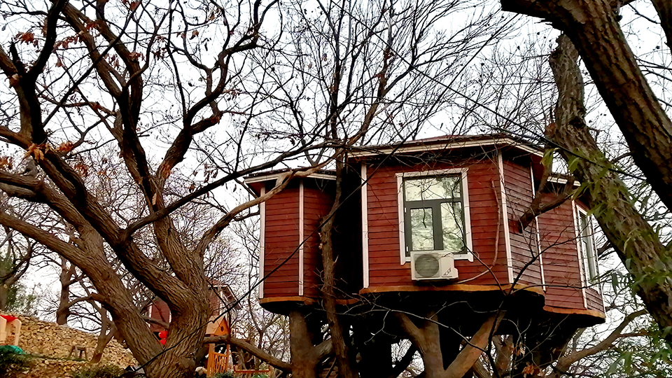 山東蒙陰：&ldquo;樹上&rdquo;的風景