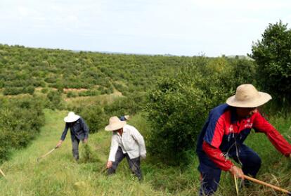 &ldquo;一畝油茶百斤油，又娶媳婦又蓋樓&rdquo;&mdash;&mdash;河南光山走上生態富民路