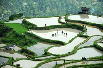 貴州黎平：&ldquo;千牛同耕&rdquo;展農耕文化