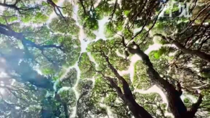 樹木為何會相互“禮讓”？