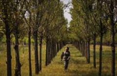 沙漠&ldquo;綠花&rdquo;靜靜開