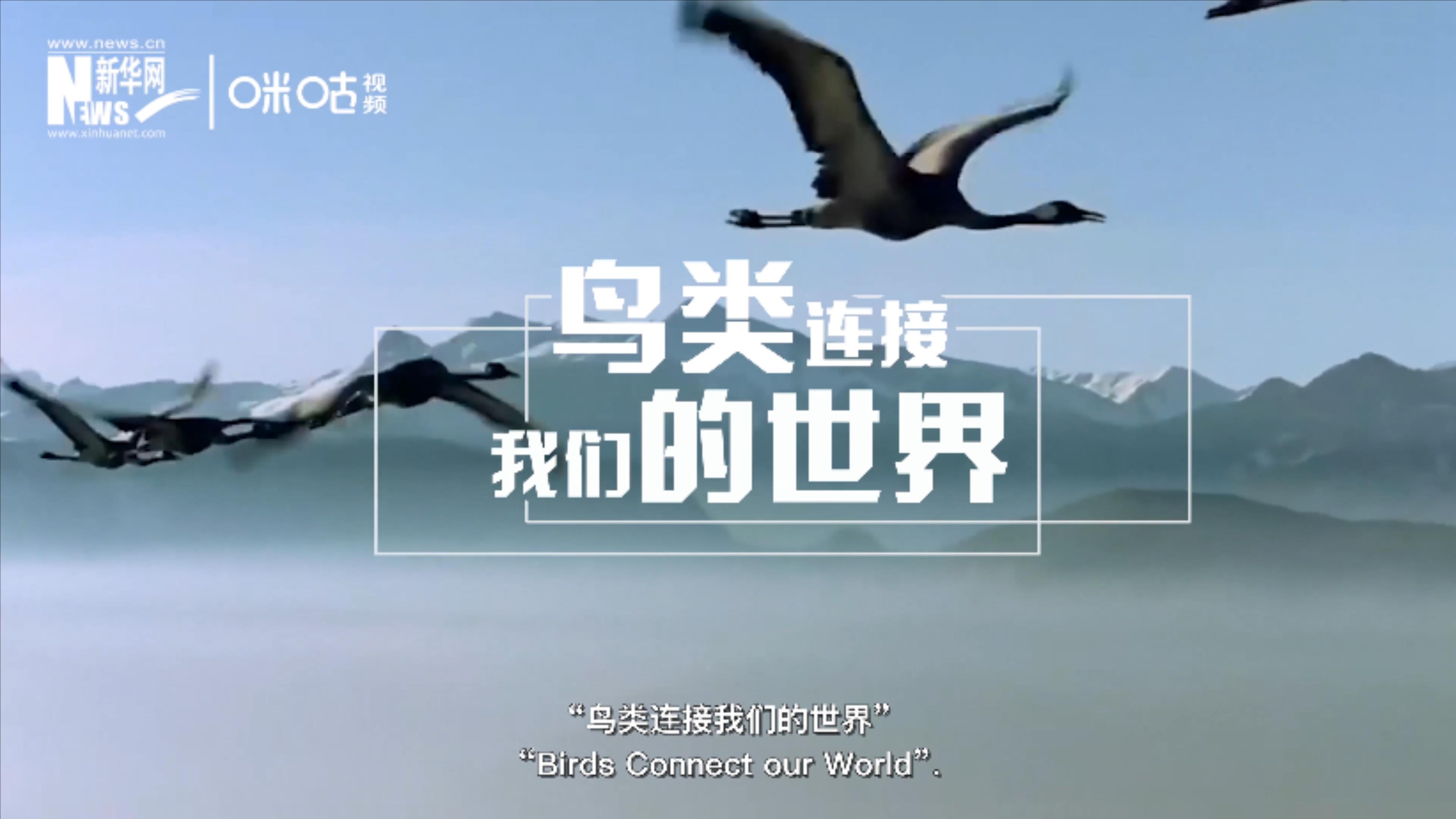 2020年世界候鳥(niǎo)日的主題是&ldquo;鳥(niǎo)類連接我們的世界&rdquo;