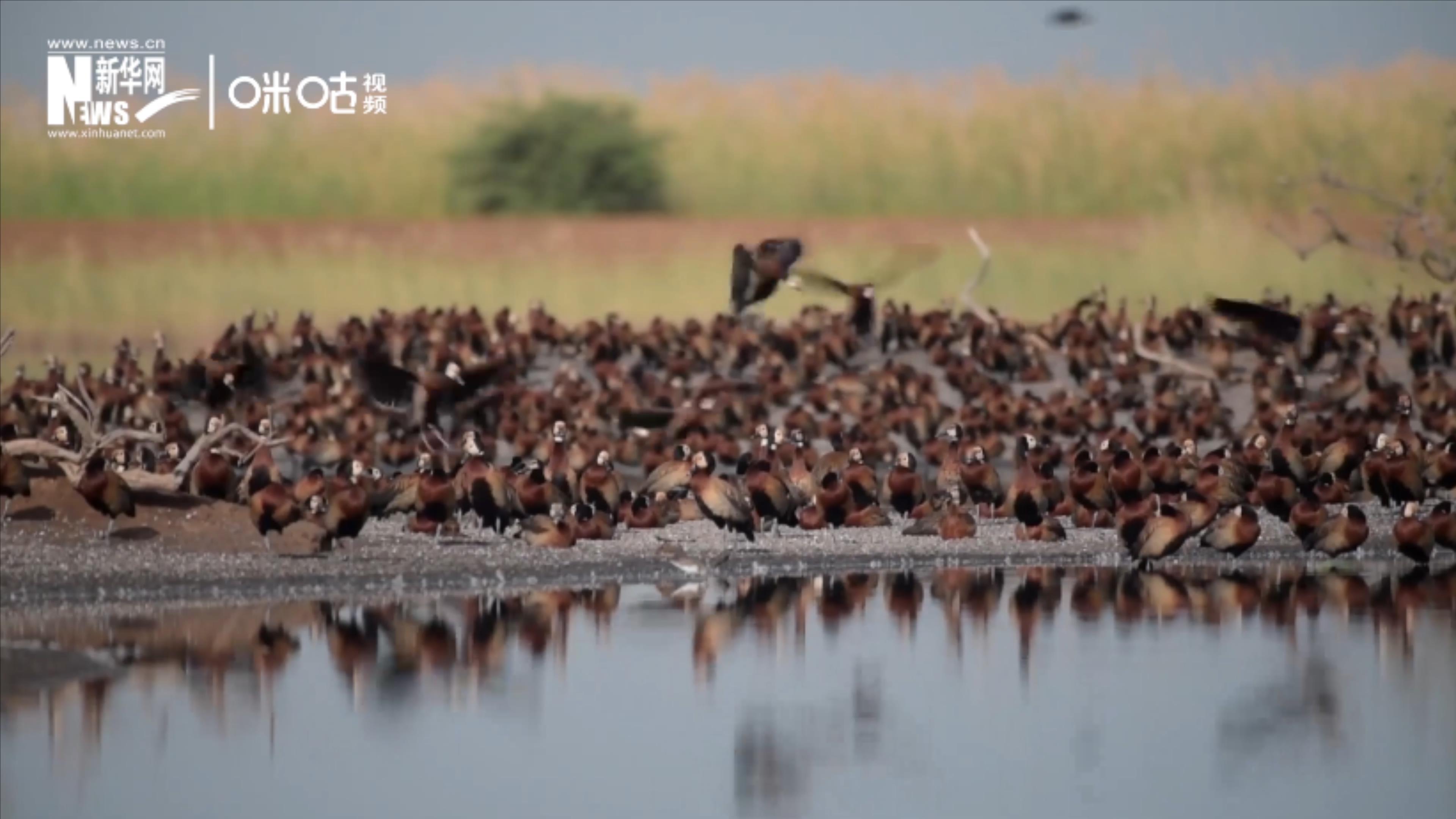 候鳥(niǎo)將人類、生態(tài)系統(tǒng)和世界各國(guó)連在一起