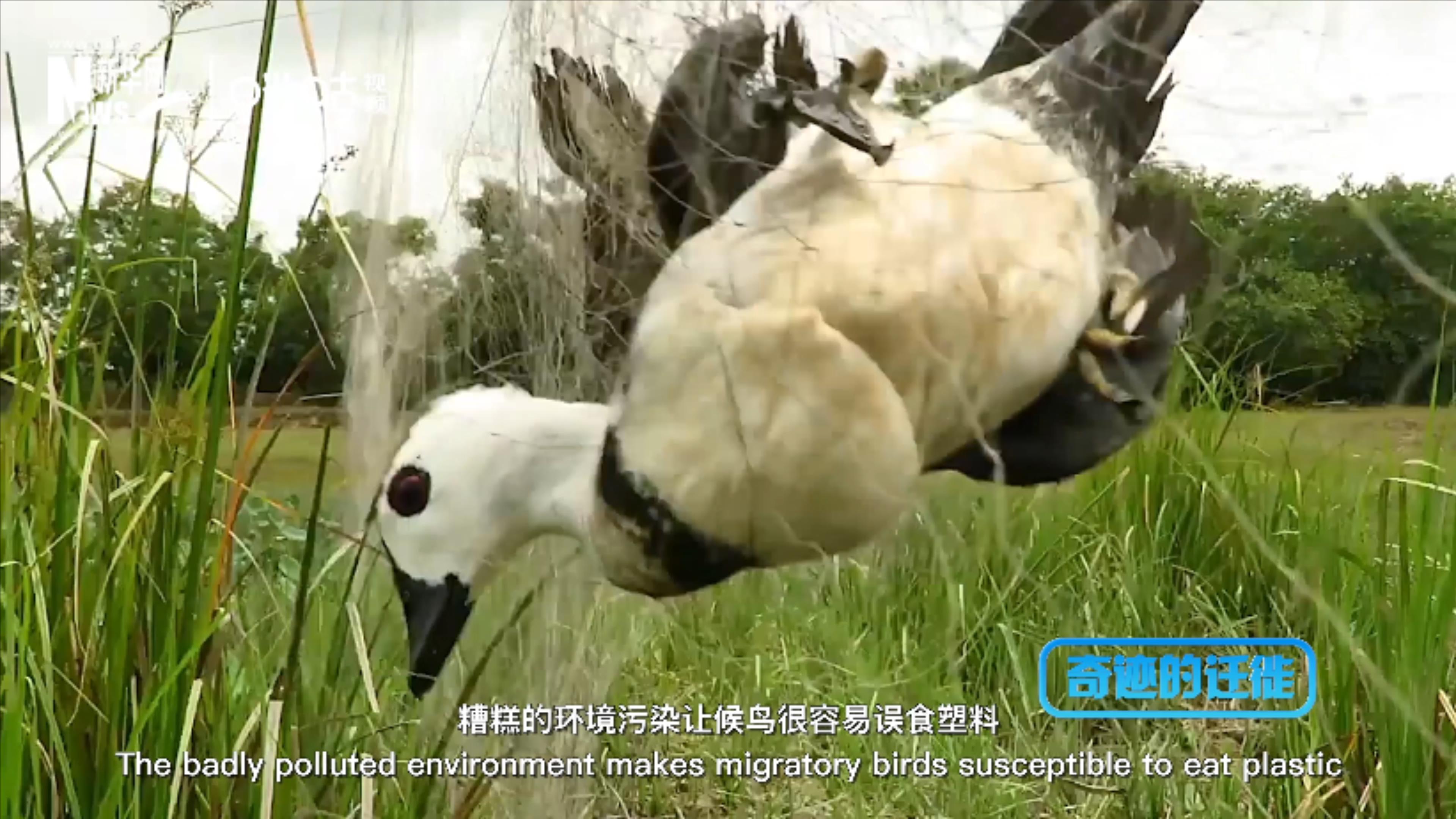 棲息地減少、環(huán)境污染、捕殺正威脅著候鳥(niǎo)的生存