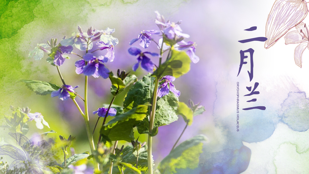 草熏風暖 最美&ldquo;和平紫&rdquo;