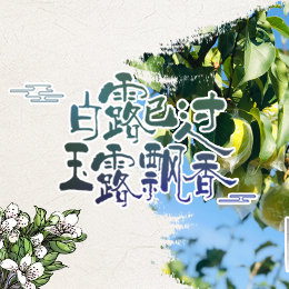 白露已過，玉露飄香