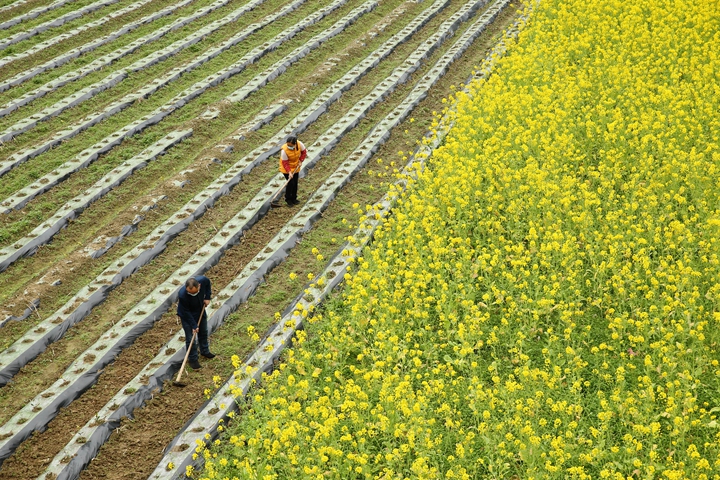新華社評論員:防疫不誤農(nóng)時(shí)，固本首在&ldquo;三農(nóng)&rdquo;