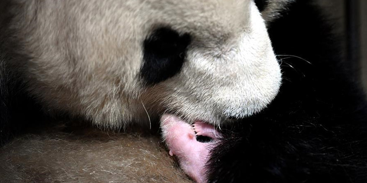 2020年首只秦嶺大熊貓寶寶誕生 實現&ldquo;四世同堂&rdquo;