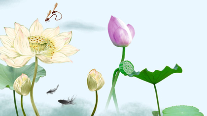 小荷才露尖尖角 早有拍客為&ldquo;荷&rdquo;來