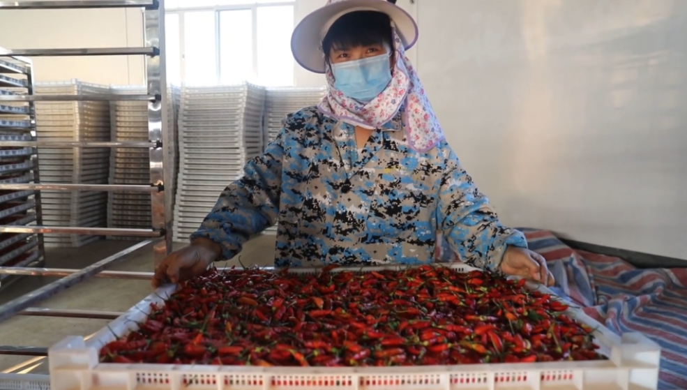 你怎么&ldquo;辣&rdquo;么好看！小辣椒映紅脫貧路