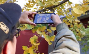 拯救你的拍照技術(shù)！五招用手機(jī)拍出唯美銀杏照