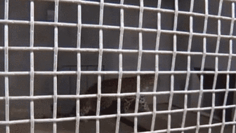 杭州通報&ldquo;金錢豹外逃事件&rdquo;調查進展