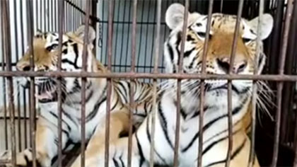 專家分析：老虎咬死飼養員事件 暴露哪些問題？