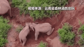 &ldquo;象&rdquo;往何方？野象群持續向南行進