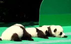 &ldquo;萌神&rdquo;駕到！新生熊貓寶寶&ldquo;C位&rdquo;亮相