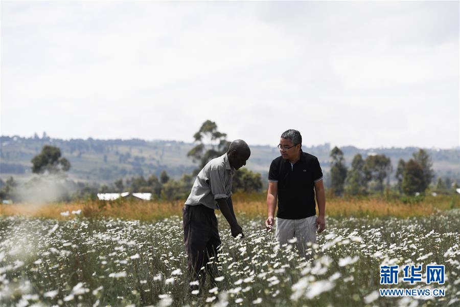 （國際&middot;中非合作論壇）（1）中國技術讓肯尼亞除蟲菊種植者受益頗多