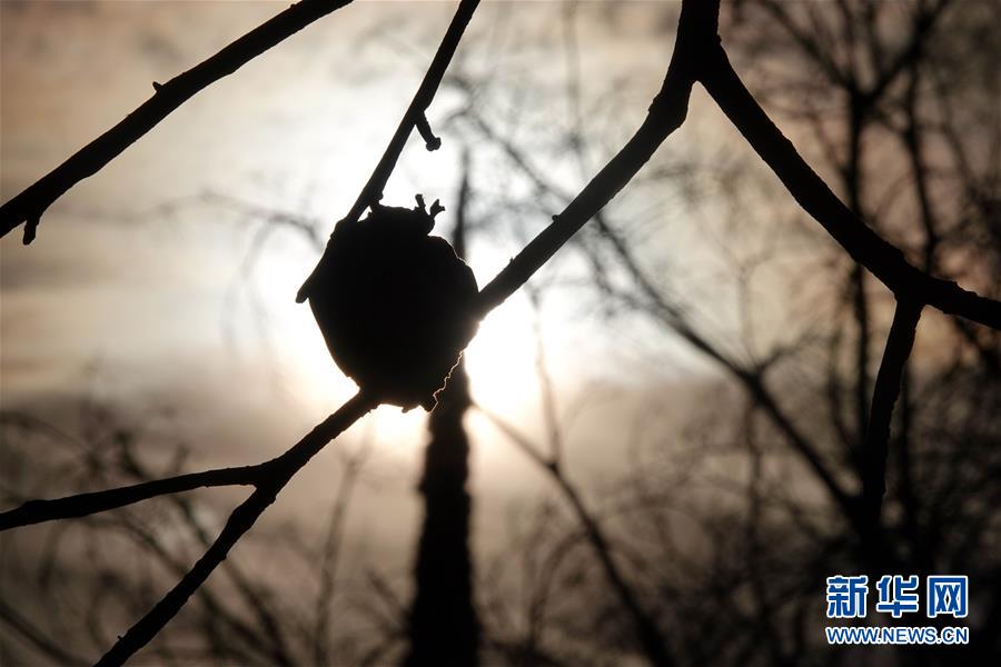 （國際&middot;圖文互動）（10）一場山火，讓這個冬天格外冷&mdash;&mdash;探訪美國加州山火災區