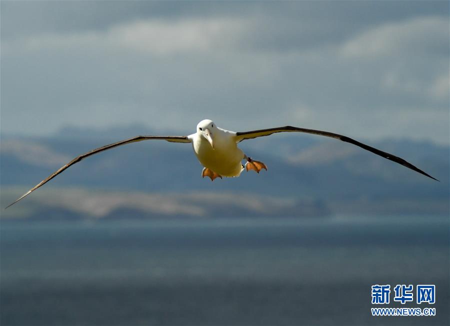 （國際&middot;圖文互動）（2）通訊：探訪新西蘭泰厄羅阿角信天翁之家