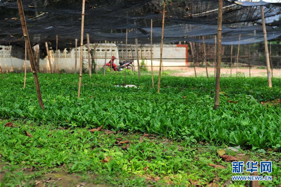 (國際·“一帶一路”高峰論壇·圖文互動)(3)蔬菜基地誕生記——中國技術讓老撾首都郊區農戶受益匪淺