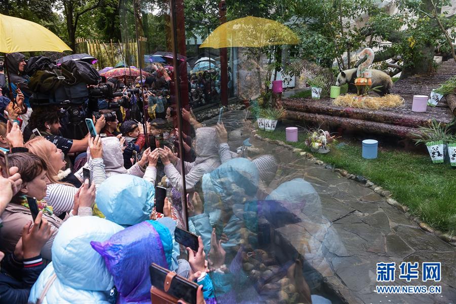 (國際)(2)莫斯科動物園為大熊貓“如意”和“丁丁”慶生