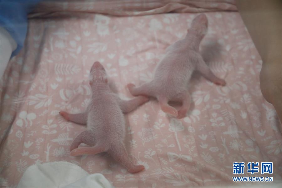 (國際)(4)旅比大熊貓“好好”產下龍鳳胎