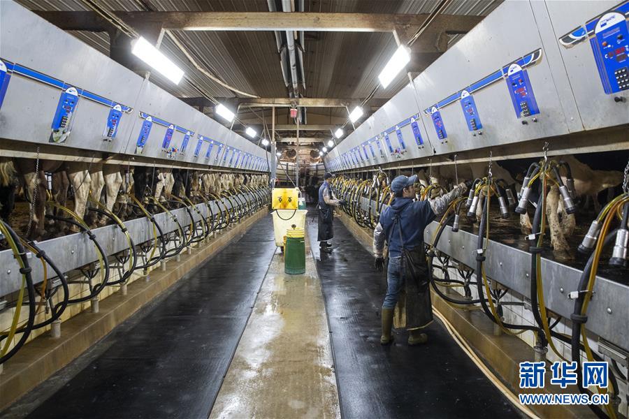 (國際·圖文互動)(3)通訊:“希望我們的乳制品順利裝船駛向中國”——美國奶農期盼中美貿易爭端早日解決