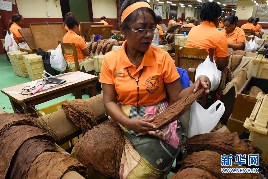 （國際&middot;圖文互動）（6）古巴優質手卷雪茄誕生記&mdash;&mdash;訪古巴最大雪茄廠