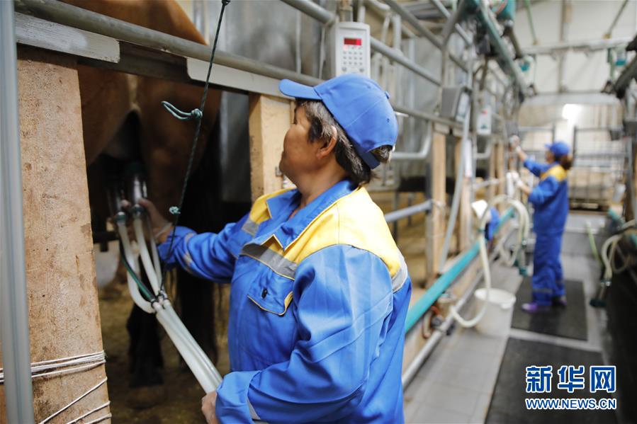 (國際·圖文互動)(3)從“先遣隊”到“正規軍”——哈薩克斯坦駱駝奶粉入華記