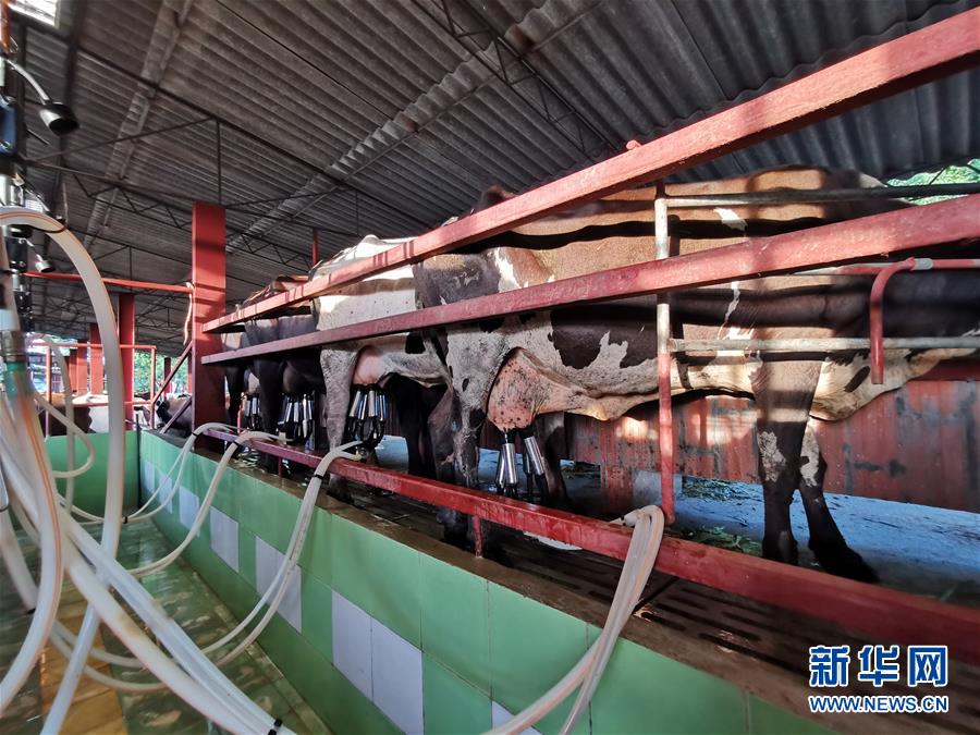 (國際·圖文互動)(3)通訊:“有機”已成古巴農民生活方式