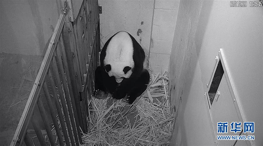 (國際)(1)22歲“高齡”旅美大熊貓“美香”順利產仔