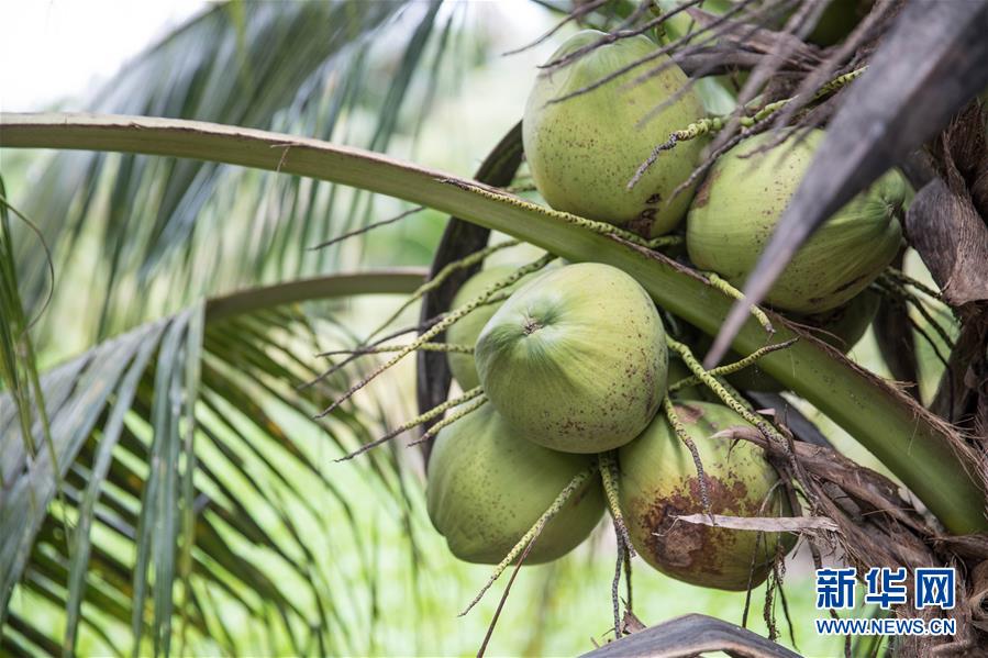 (第三屆進博會·圖文互動)(8)通訊:椰香飄進進博會 市場開放共繁榮——一名泰國椰商的心聲