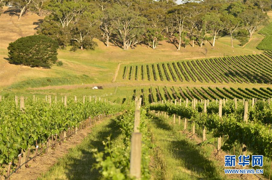 （第三屆進博會&middot;圖文互動）（5）專訪：進博會是了解中國市場的好機會&mdash;&mdash;訪澳大利亞諾瓦維塔葡萄酒集團創始人卡臣