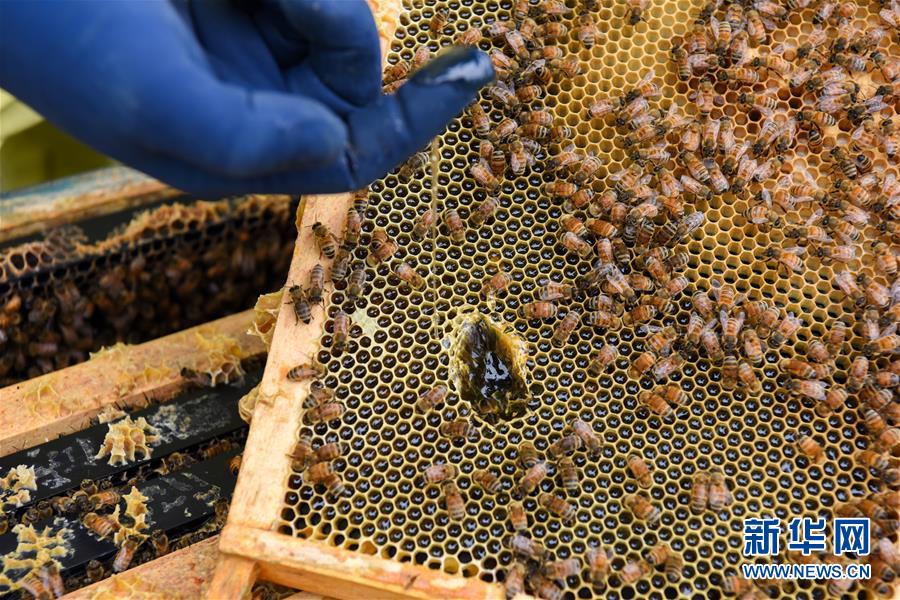 (第三屆進博會·圖文互動)(6)通訊:新西蘭的進博會味道,甜