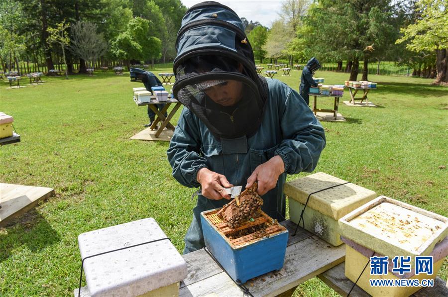 (第三屆進(jìn)博會·圖文互動)(7)通訊:新西蘭的進(jìn)博會味道,甜
