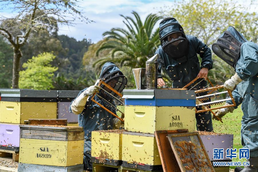 (第三屆進(jìn)博會·圖文互動)(8)通訊:新西蘭的進(jìn)博會味道,甜