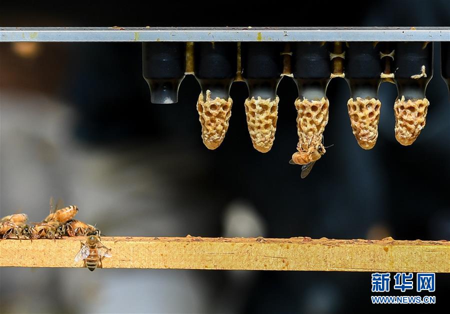 (第三屆進(jìn)博會·圖文互動)(9)通訊:新西蘭的進(jìn)博會味道,甜