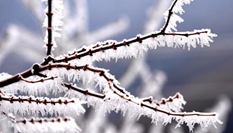 貴州樹木開冰花 遠望似&ldquo;千樹萬樹梨花開&rdquo;