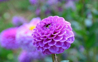 宛如童話世界！昆明撈魚河濕地公園8萬株大麗花綻放