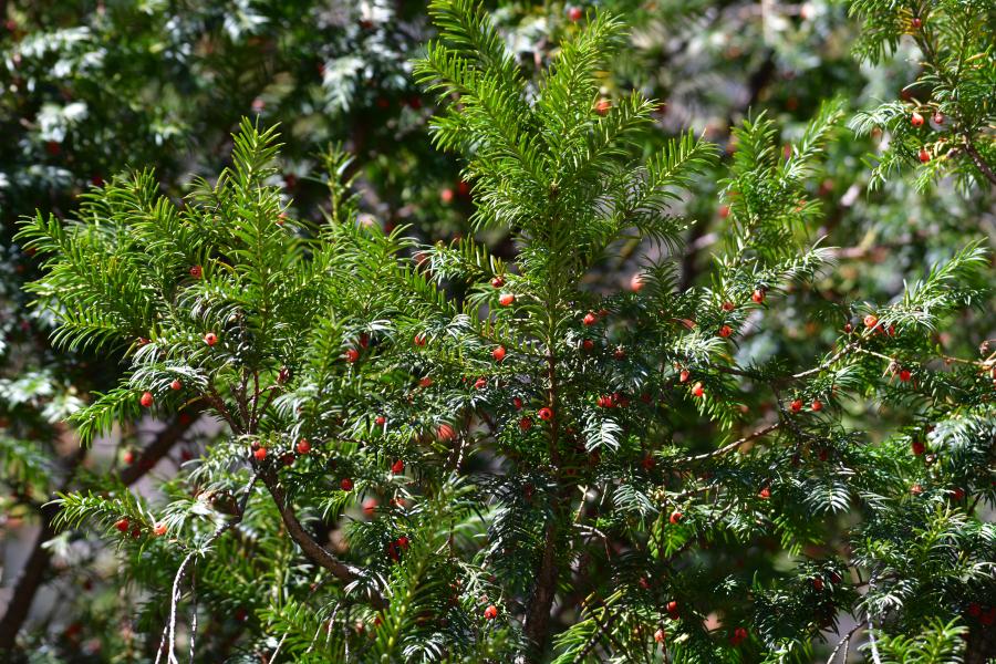 時隔40多年，我國再度發現珍稀瀕危植物密葉紅豆杉種群
