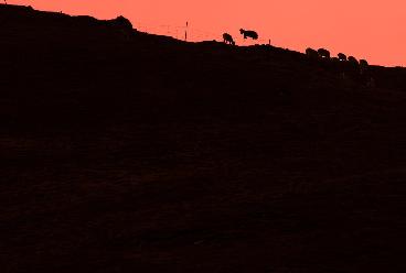 &ldquo;飛躍&rdquo;的巖羊