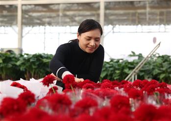 &ldquo;芳香經(jīng)濟&rdquo;走出致富路